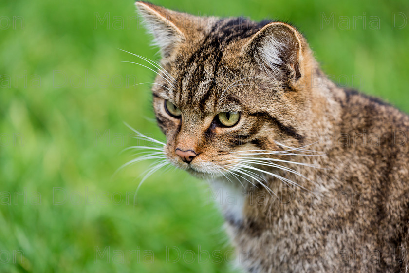 Scottish Wild Cat 3996