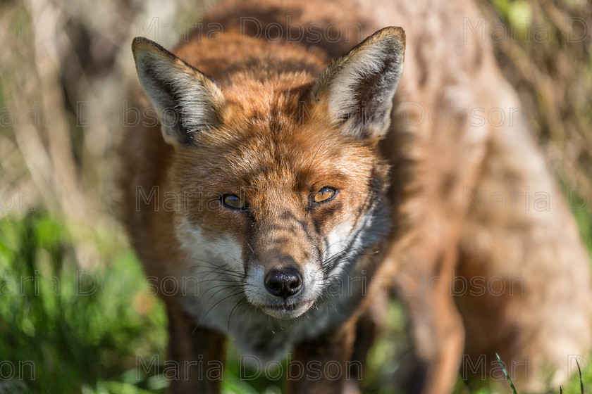 MG 4226 
 Keywords: Canon Day, Fox, Maria Dobson LPRS, Wildlife