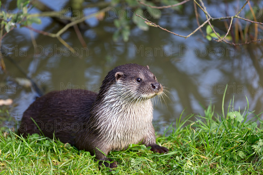 Otter 4096