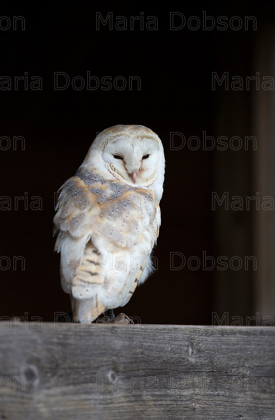 Barn Owl 4464