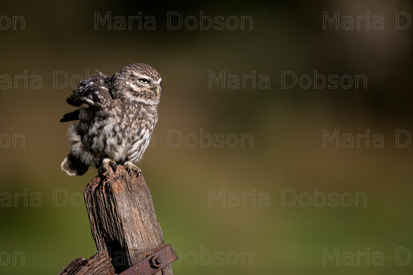 Little Owl 4360 
 Keywords: Little Owl, Maria Dobson LRPS 2016