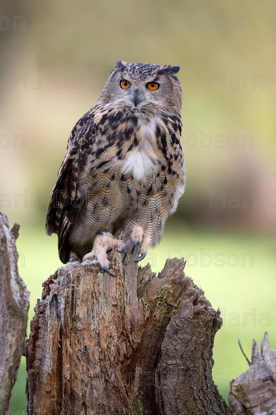 Eagle Owl 4308 
 Keywords: Eagle Owl, Maria Dobson LRPS 2016