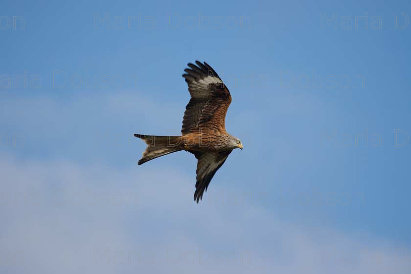 redkite 
 Keywords: Red Kite Maria Dobson LRPS 2016