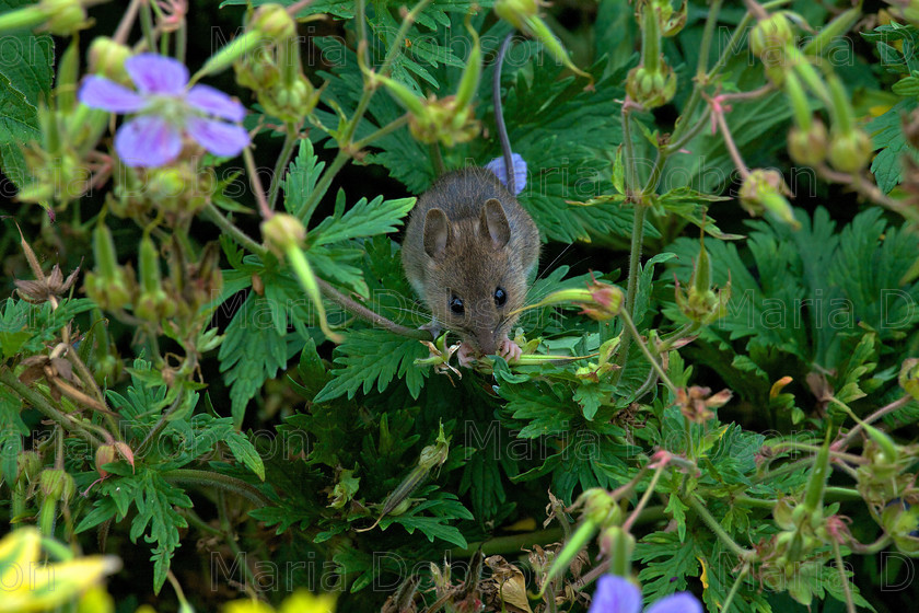 MG 8050 
 Field Mouse 
 Keywords: Field Mouse