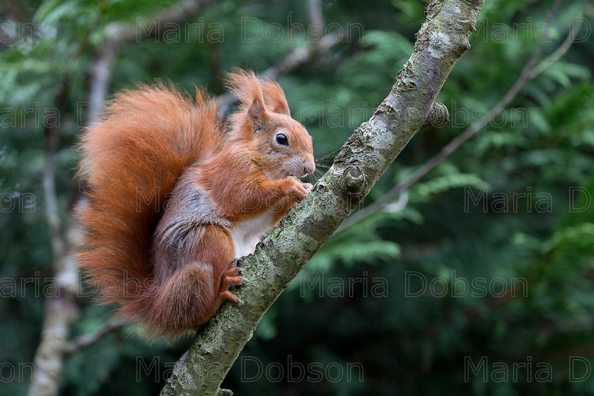 Red-squirrel