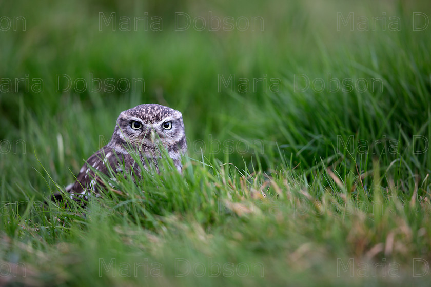 Little Owl 4392 
 Keywords: Little Owl, Maria Dobson LRPS 2016