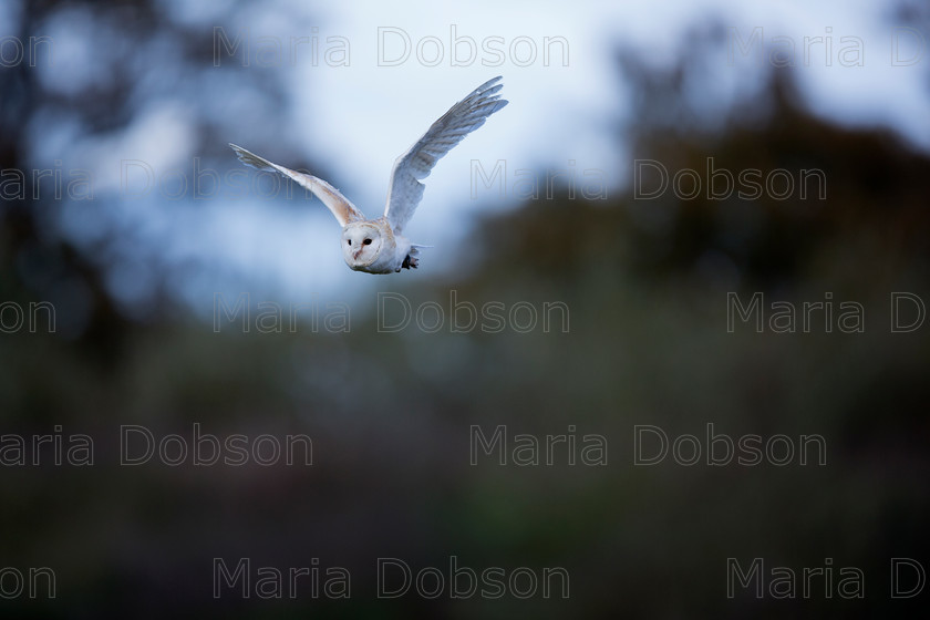 Barn Owl 4570 
 Keywords: Barn Owl, Maria Dobson LRPS 2016