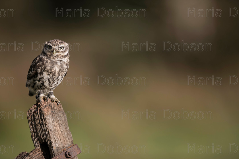 Little-Owl1 
 Keywords: Little Owl, Maria Dobson LRPS 2016