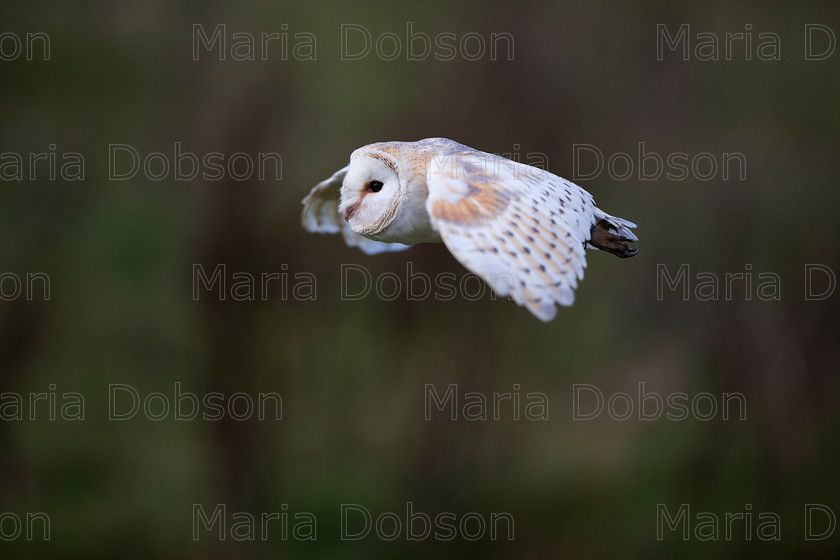 Barn Owl 4576 
 Keywords: Barn Owl, Maria Dobson LRPS 2016