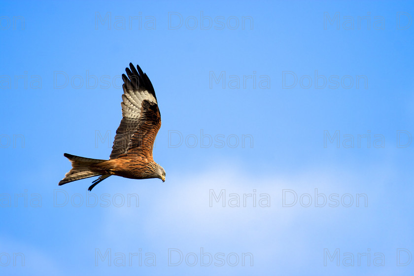 red kite1 
 Red Kite 
 Keywords: Red Kite