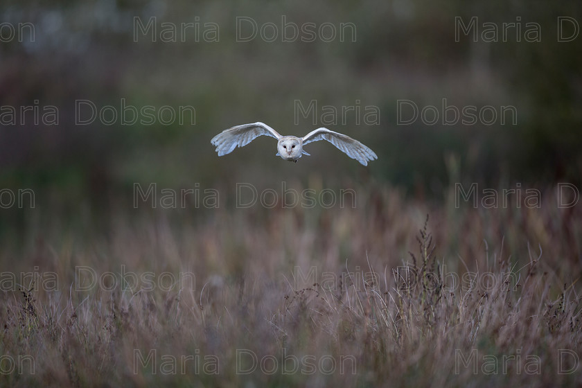 Barn Owl 4563