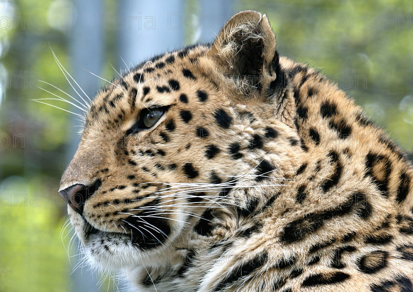 Amur Leopard 
 Keywords: Amur Leopard