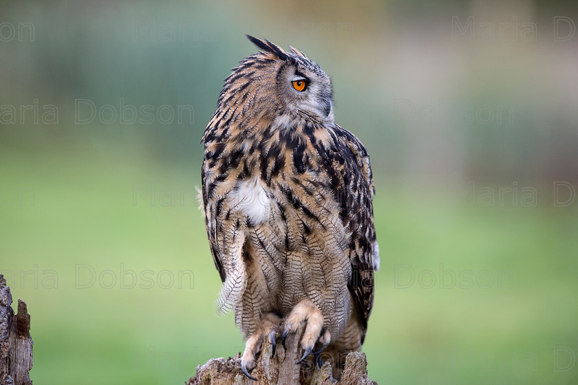 Eagle Owl 4295