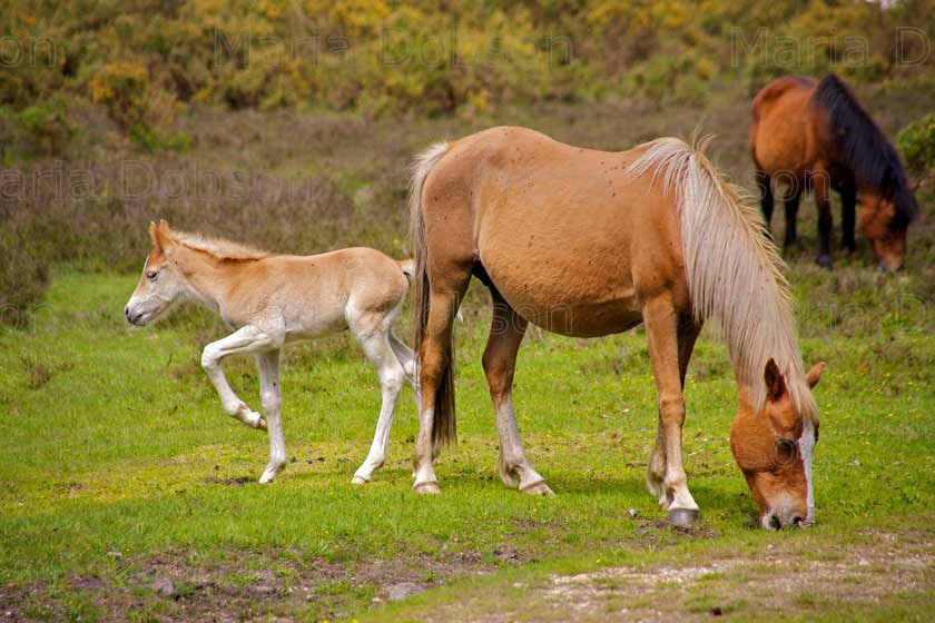 New Forest 
 Keywords: New Forest Pony, Maria Dobson LRPS 2016