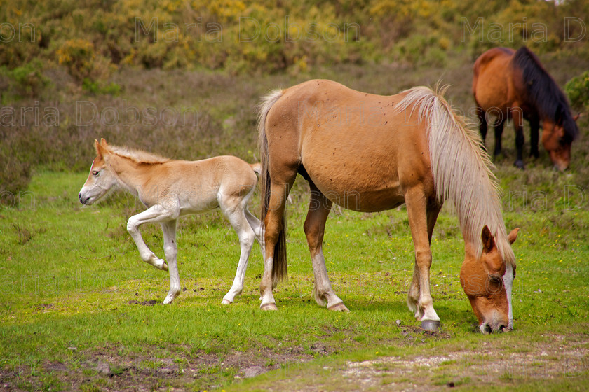 NewForestPony