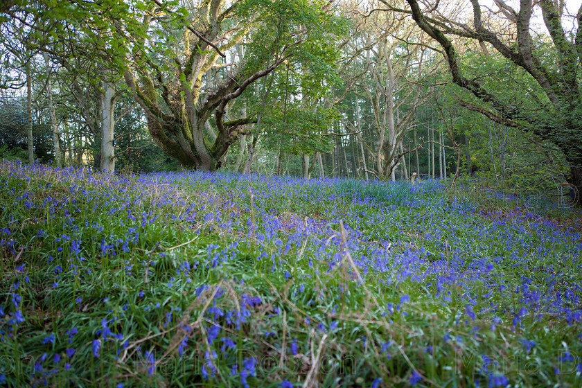 IMG 3520 copy 
 Bluebells 
 Keywords: Bluebell woods