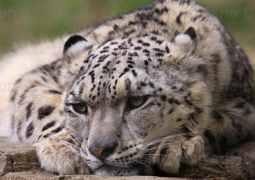 Snow leopard 
 Snow Leopard 
 Keywords: Snow Leopard