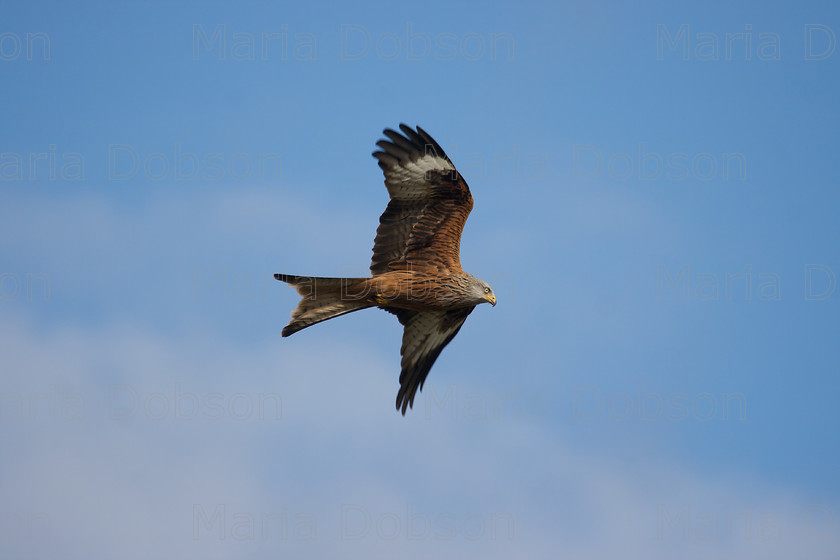 Red Kite 
 Keywords: Red Kite